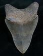High Quality Megalodon Tooth #7941-2
